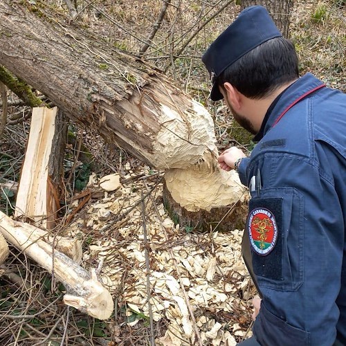 Carabinieri, al via concorso per la nomina di 12 tenenti in servizio permanente nel ruolo Forestale