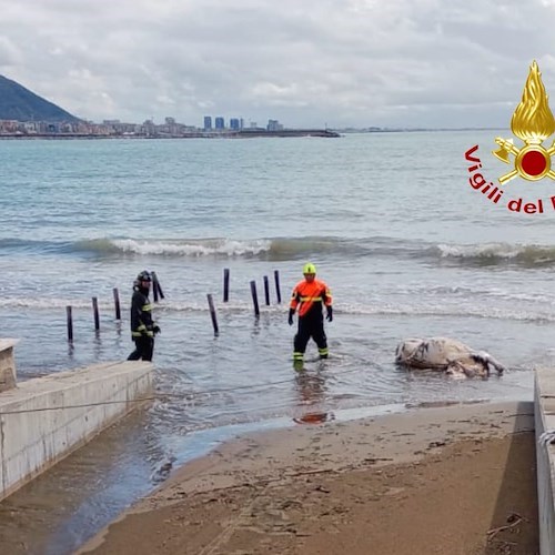 Carcassa di un vitello in mare a Salerno, recuperata dai Vigili del Fuoco