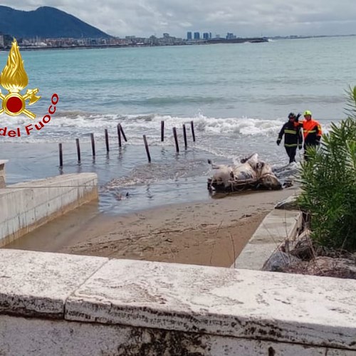 Carcassa di un vitello in mare a Salerno, recuperata dai Vigili del Fuoco