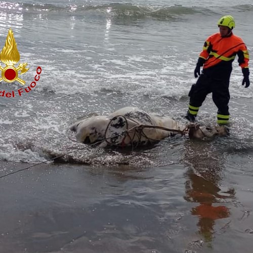 Carcassa di un vitello in mare a Salerno, recuperata dai Vigili del Fuoco