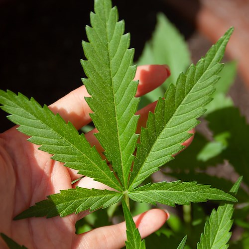 Cava de' Tirreni, coltivavano marijuana in casa: arrestati due fratelli 