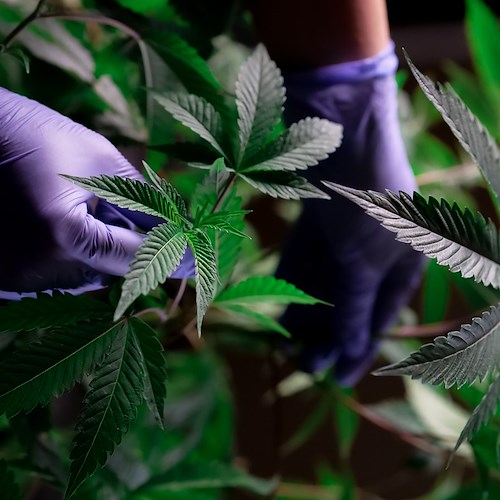 Cava de' Tirreni: scovato a coltivare cannabis in casa, arrestato 50enne 