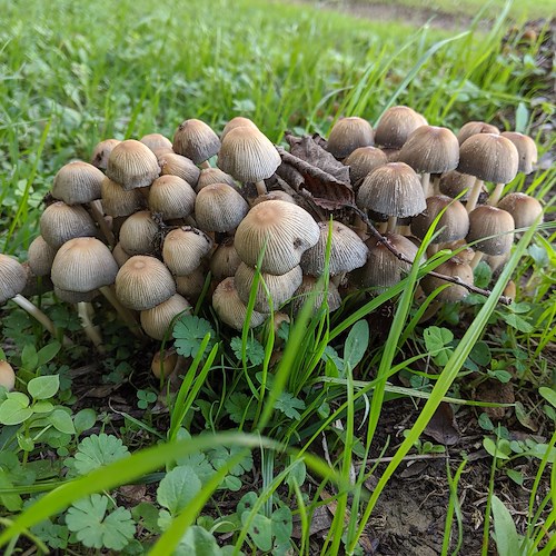 Cerca funghi a Tramonti ma trova un ordigno bellico risalente alla Seconda Guerra Mondiale