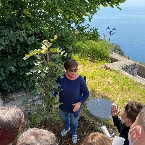 Conca dei Marini, presentata a scuola la festa dell'albero che si terrà a novembre: piantato un carrubo