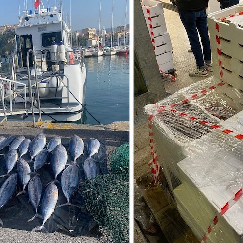 Controlli sulla filiera ittica, sequestri e sanzioni per pesca abusiva nell'area marina protetta di Punta Licosa