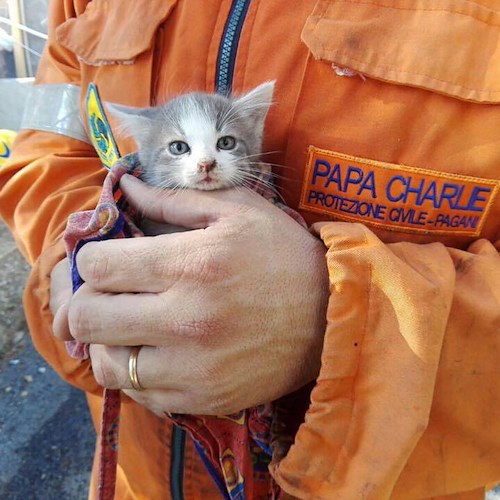 Corbara, il gattino intrappolato nelle fiamme salvato dai volontari