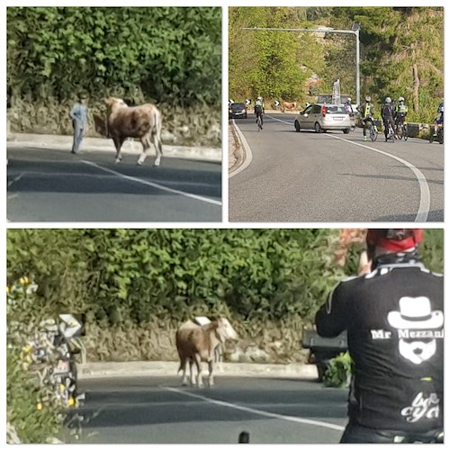 Costa d'Amalfi, c'è un toro sulla strada. Paura e traffico in tilt [FOTO]