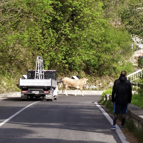 Costa d'Amalfi, c'è un toro sulla strada. Paura e traffico in tilt [FOTO]