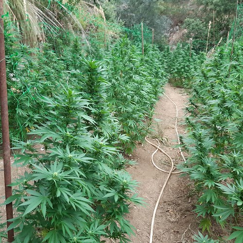 Costa d'Amalfi: Carabinieri scoprono piantagione di marijuana a Furore [VIDEO]
