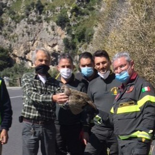 Costa d'Amalfi: fagiano intrappolato in una rete, lo salvano i Vigili del Fuoco [FOTO]