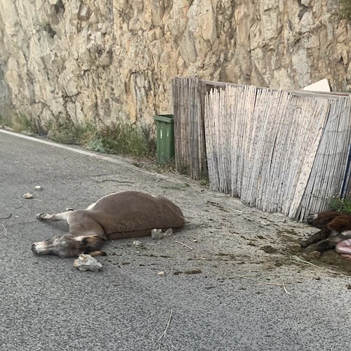 Costa d'Amalfi: fuggono dalla stalla, due asini precipitano nel vuoto [FOTO]