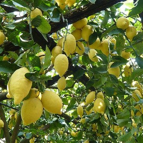 Costa d'Amalfi: periodo di sofferenza per limone IGP. Amato: «Consorzio in prima linea contro concorrenza sleale»
