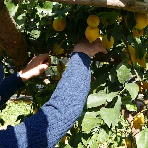 Costiera Amalfitana, limoni duramente colpiti dal “mal secco”. Governo interviene con 9 milioni di euro [FOTO e VIDEO]