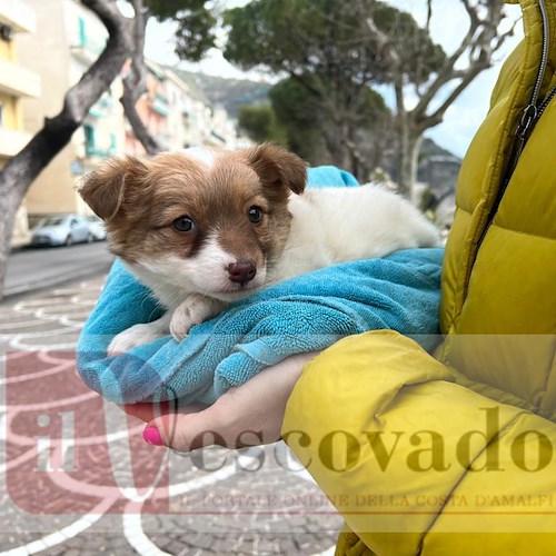 Cucciola abbandonata a Maiori trova casa nel giorno dedicato alle Donne, ribattezzata "Mimosa"