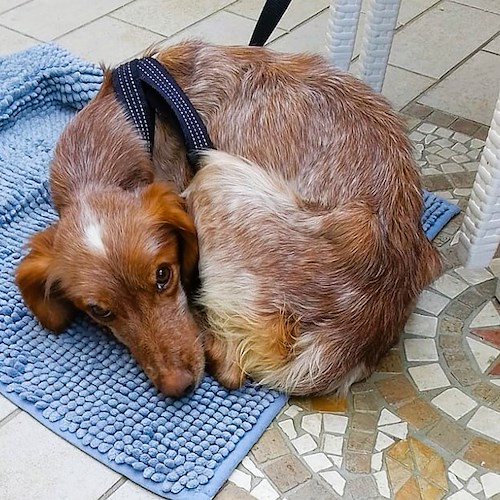 Cucciola di cane abbandonata sul Valico di Chiunzi: è pelle e ossa, cerca una famiglia che le dia amore