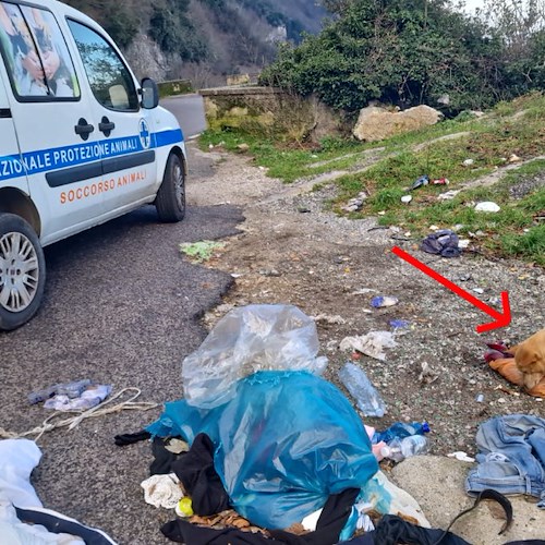 Cuccioli abbandonati lungo la SP2, messi in salvo da ENPA Costa d’Amalfi: ora cercano una casa