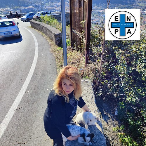 Cuccioli abbandonati lungo la SP2, messi in salvo da ENPA Costa d’Amalfi: ora cercano una casa