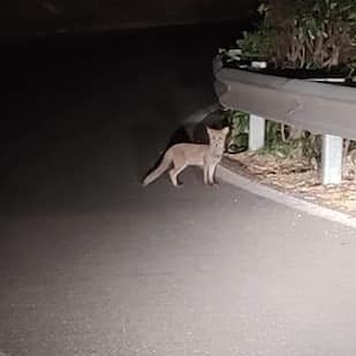 Cuccioli di volpe investiti sulla strada che collega Vietri a Cava, Provincia annuncia apposizione segnali pericolo animali selvatici