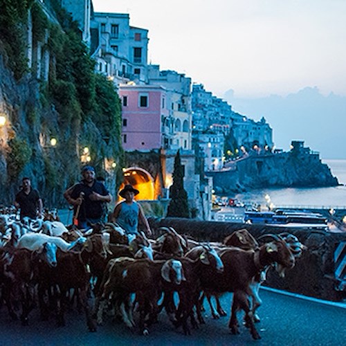 Da Agerola ad Erchie, l’ultima transumanza in Costa d’Amalfi [VIDEO]