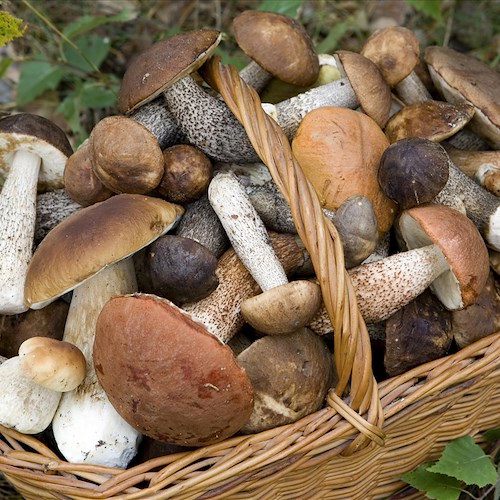 Dal bosco al piatto: a Minori un corso funghi e tartufi