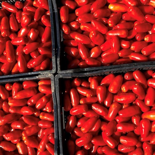 “Dall’Oro al Rosso”: cinque giorni di eventi per scoprire il San Marzano, simbolo dell'Agro nocerino sarnese