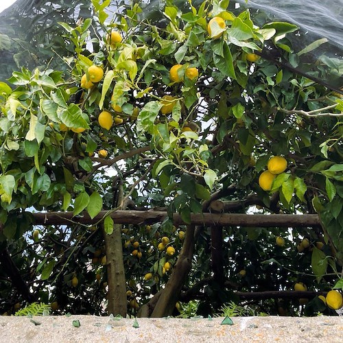 Limone Sfusato<br />&copy; Maria Abate