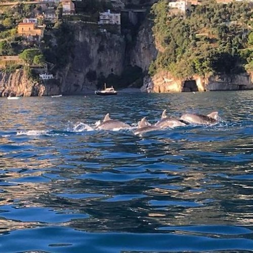 Delfini che si divertono a largo di Positano: lo spettacolo dei mammiferi acrobati nel mare della Costiera [VIDEO]