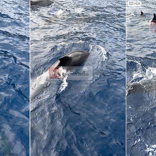 Delfini danzano nelle acque della Costa d'Amalfi: uno spettacolo mozzafiato /video