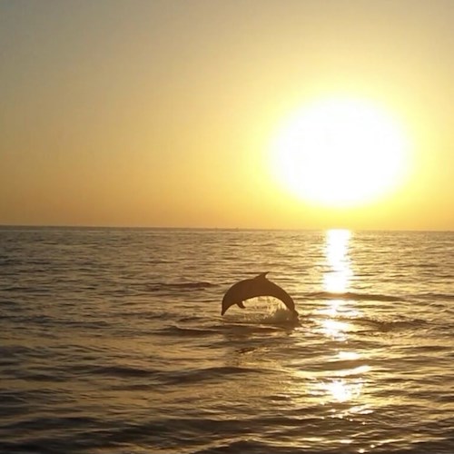 Delfini si divertono all'alba in Costiera Amalfitana: lo spettacolo dei mammiferi acrobati a Cetara [VIDEO]