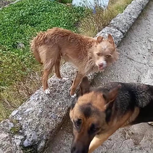 Dopo 4 giorni Layla e Orso sono stati ritrovati: da Ravello erano arrivati a Tramonti