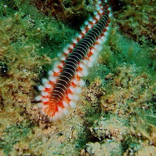 Vermocane<br />&copy; Wikimedia Commons