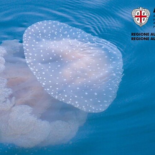 In Sardegna arriva la medusa a pois <br />&copy; ARPAS