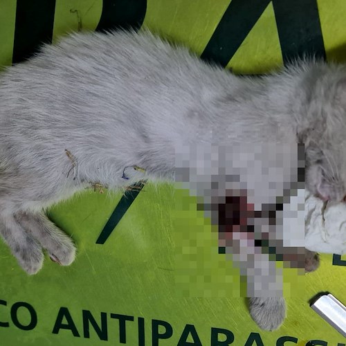 Duplice intervento dell'ENPA Costa d'Amalfi in soccorso di un cane e di un gatto