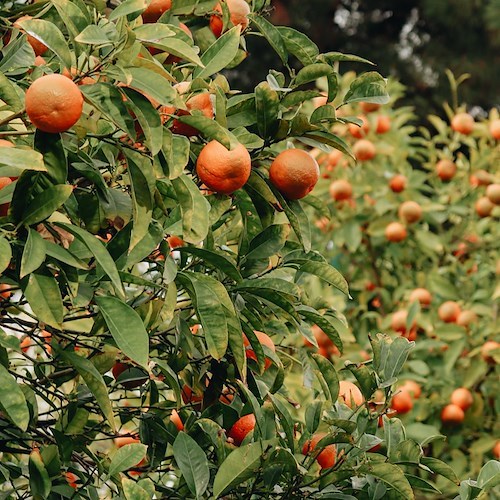 Emergenza fitosanitaria, l’assessore regionale Caputo assicura sostegno per arginare la mosca orientale della frutta