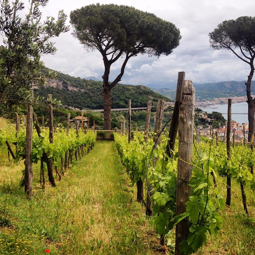 Enoturismo: c'è anche Vietri all'evento nazionale 'Donne del Vino', 4 marzo tour nelle ‘Vigne di Raito’ di Patrizia Malanga 