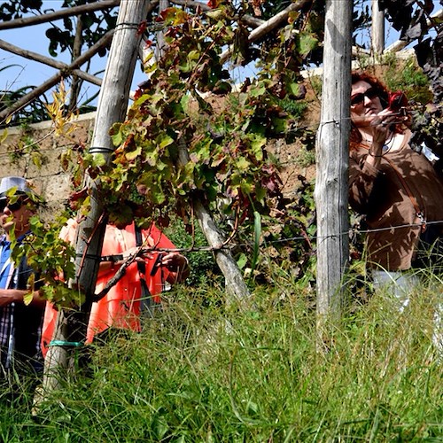 Enoturismo: c'è anche Vietri all'evento nazionale 'Donne del Vino', 4 marzo tour nelle ‘Vigne di Raito’ di Patrizia Malanga 