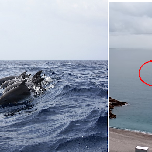Erchie: anche a febbraio i delfini si "esibiscono" in Costa d'Amalfi / VIDEO 