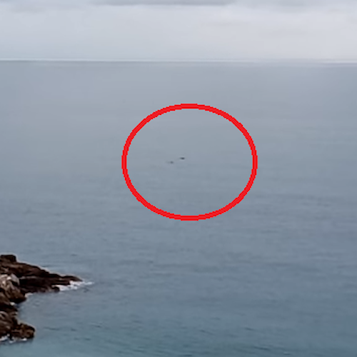 Erchie: anche a febbraio i delfini si "esibiscono" in Costa d'Amalfi / VIDEO 