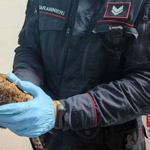 Falco ferito salvato dai Carabinieri Forestali ad Eboli