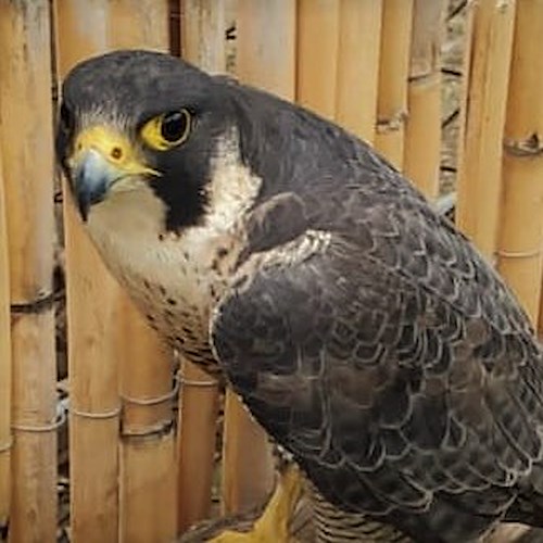 Falco pellegrino in difficoltà a Praiano, salvato e trasportato al CRAS di Napoli