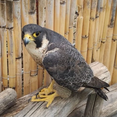 Falco pellegrino in difficoltà a Praiano, salvato e trasportato al CRAS di Napoli