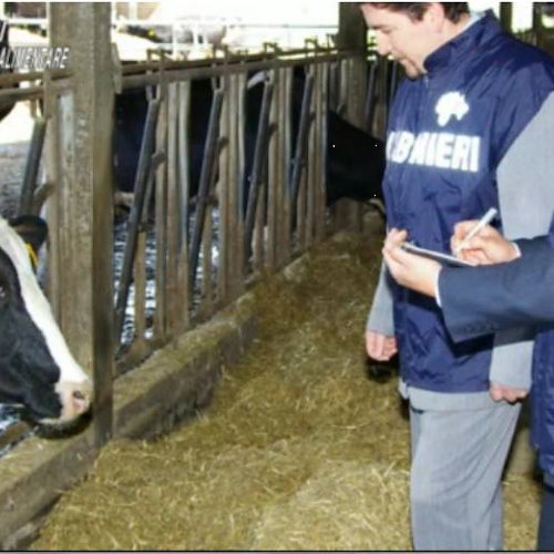 “Fattoria Didattica” abusiva, blitz dei Carabinieri mentre era in visita una scolaresca: sanzionata azienda dell’Agro nocerino