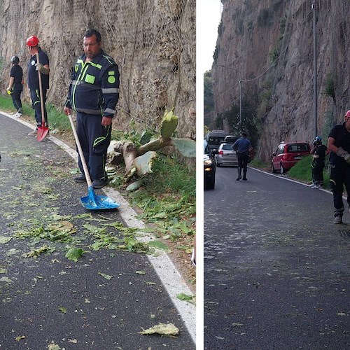 Fico d'India si stacca da costone e si schianta sulla strada a Conca dei Marini: due scooter a terra