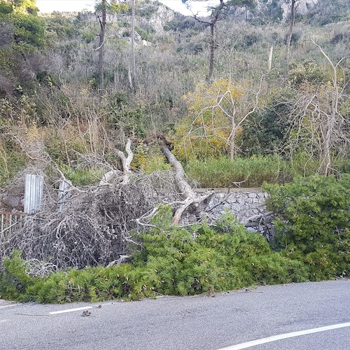 Folate di vento in Costiera, alberi abbattuti a Capo d'Orso [FOTO]