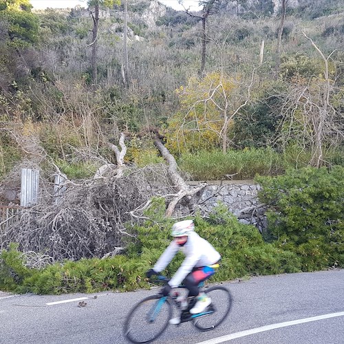 Folate di vento in Costiera, alberi abbattuti a Capo d'Orso [FOTO]