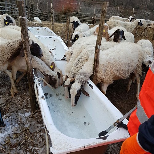 Freddo: 350 pecore salvate a Scala, rischiavano di morire disidratate [FOTO]