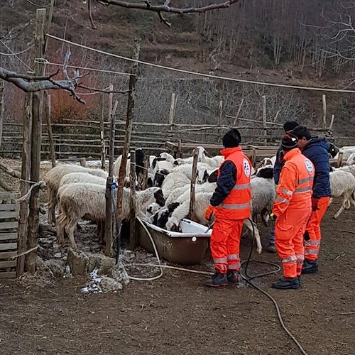 Freddo: 350 pecore salvate a Scala, rischiavano di morire disidratate [FOTO]