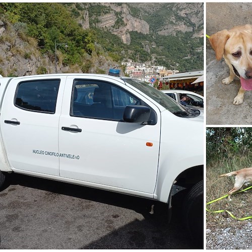 Gatti avvelenati a Positano