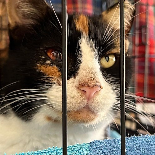 Gatto abbandonato al canile di Padova con 50 euro e un messaggio 