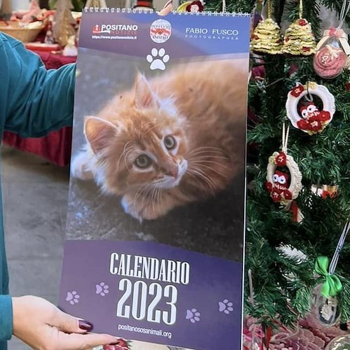 Gatto abbandonato al canile di Padova con 50 euro e un messaggio 